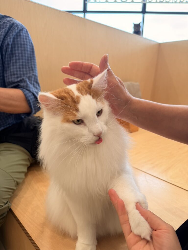 猫カフェ